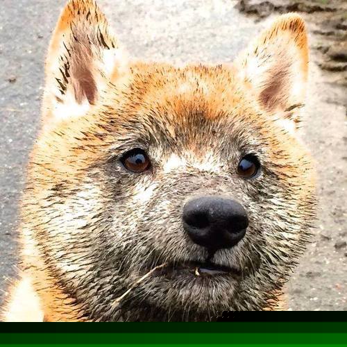 从德甲到彩虹之国，当勒沃库森的压力实验室遇见南非的韧性灵魂—基米希的破壁爆发