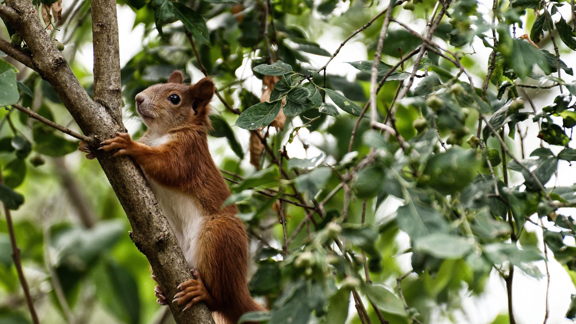 极速争锋，深圳队F1式焦点战险胜魔术，年度冠军悬念再起