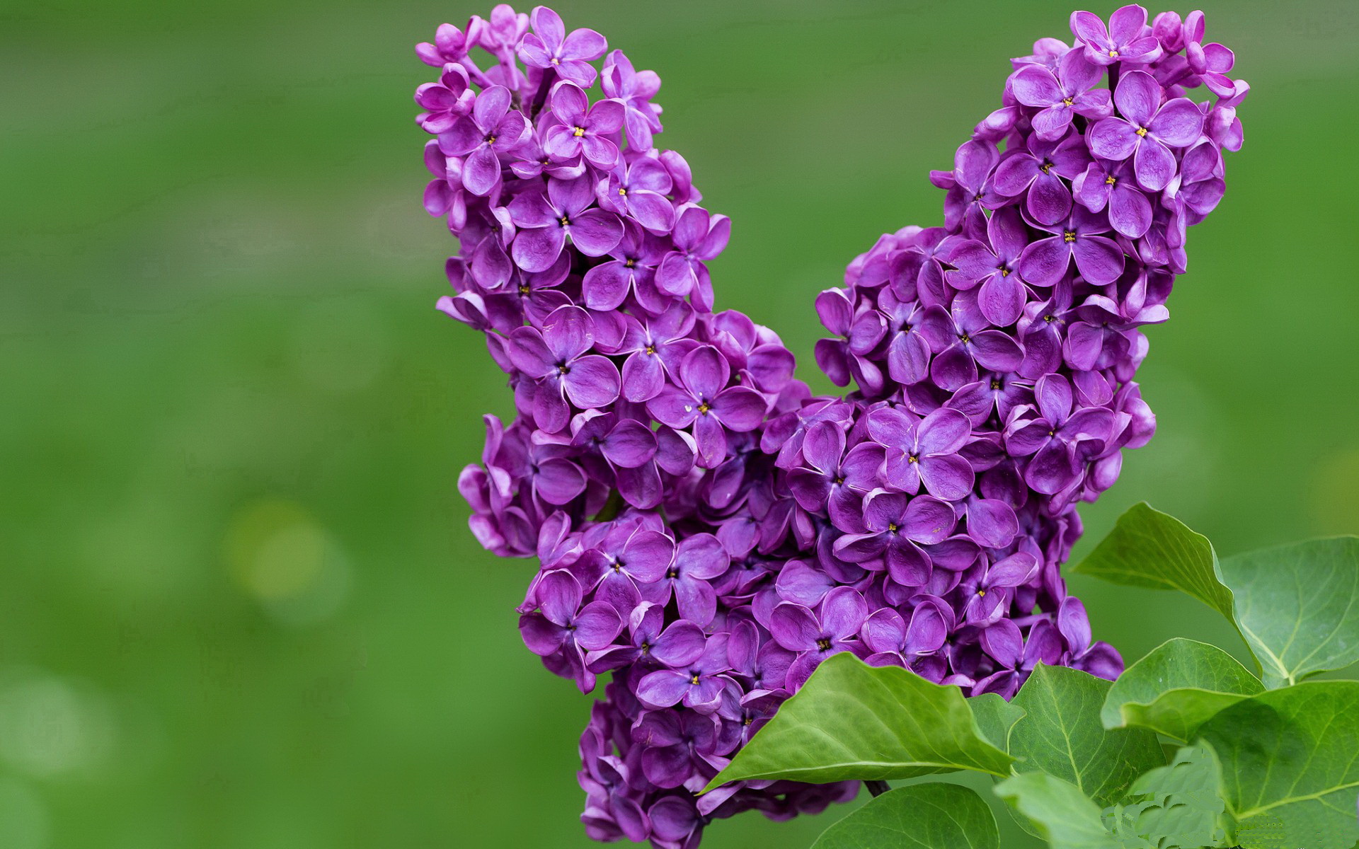 今夜，数据沉默，双手吟诗，武切维奇在绝境中完成的无言里程碑
