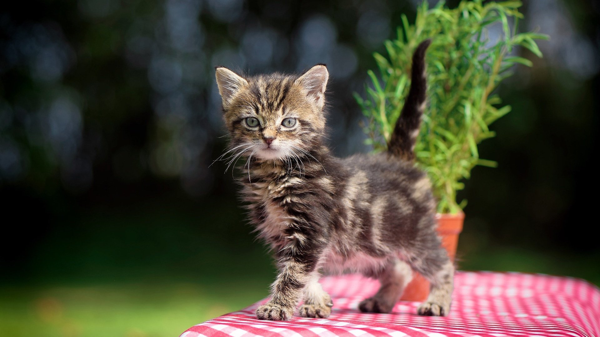 舆论高位压迫,当西班牙封锁新西兰时,萨拉赫的防守哲学给出了答案