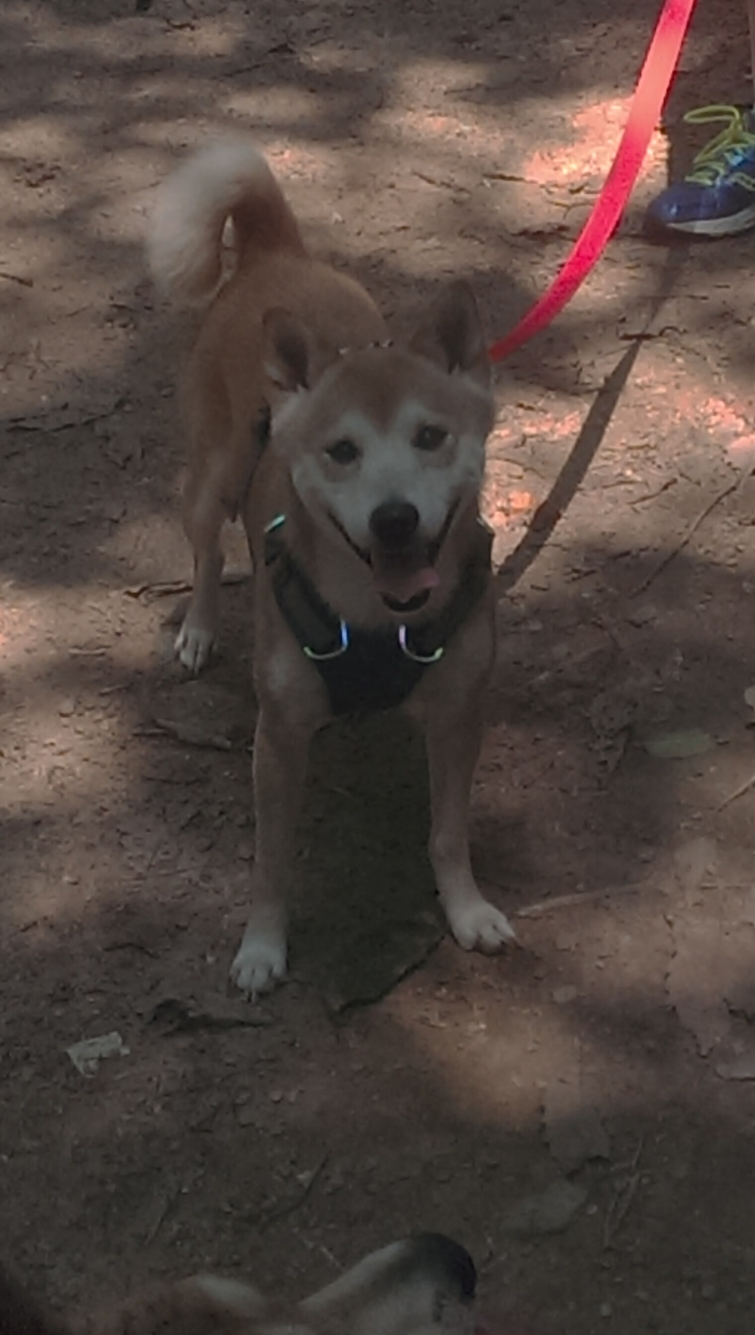 无名英雄的制胜一击,苏亚雷斯如何化身关键先生,助尼斯淘汰喀麦隆雄狮