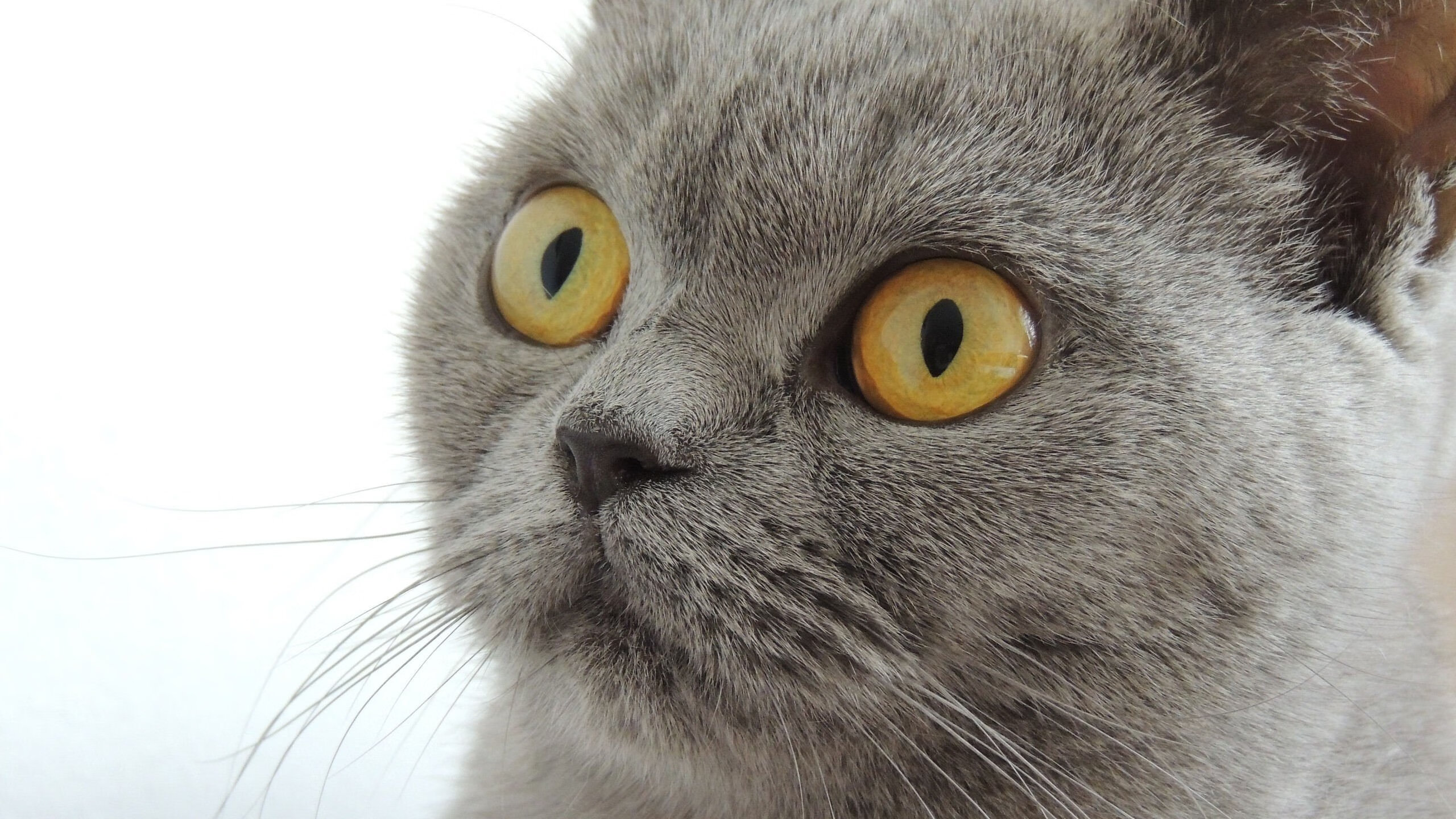 年度焦点之战之夜,哈利伯顿化身球场交响指挥家,以无声洪流谱写胜利乐章