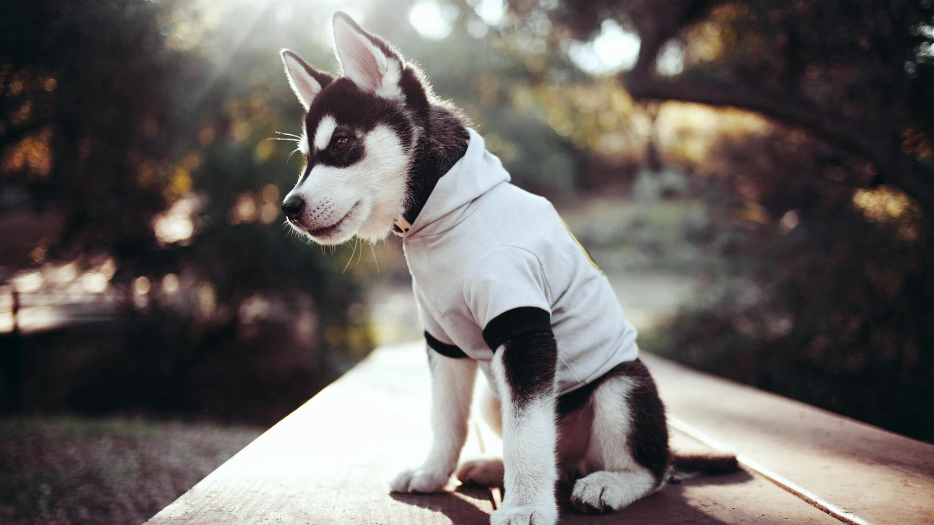 当福克斯的闪电刺破马刺铁幕,深圳的绝境开出逆袭之花