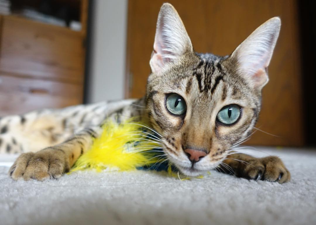 当无解成为一种体系,从德里赫特的统治力,反观加纳与英格兰的胜负之匙