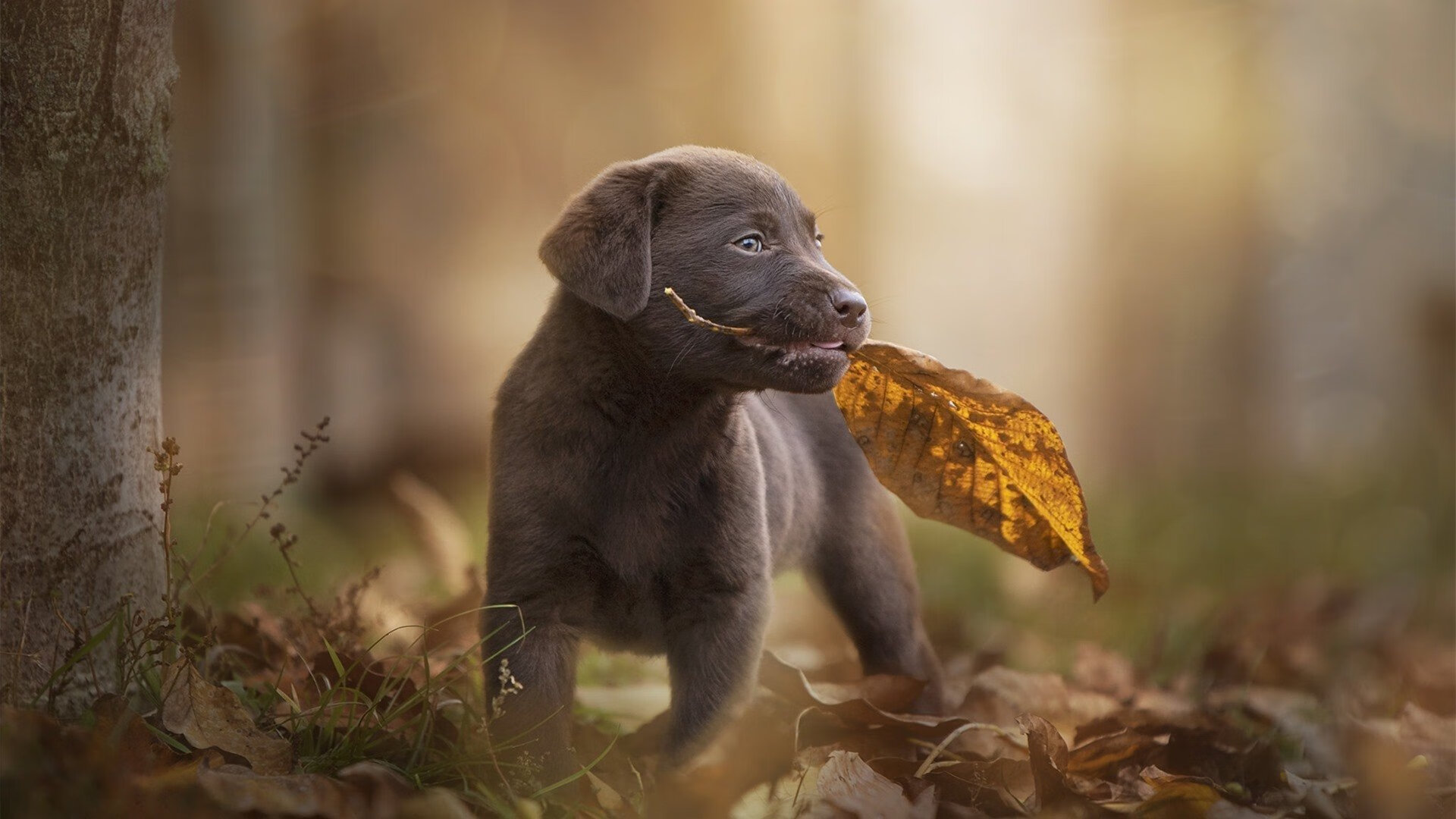 亚洲足球震动欧洲，伊朗生死战中的酋长奇迹与莱奥节奏革命
