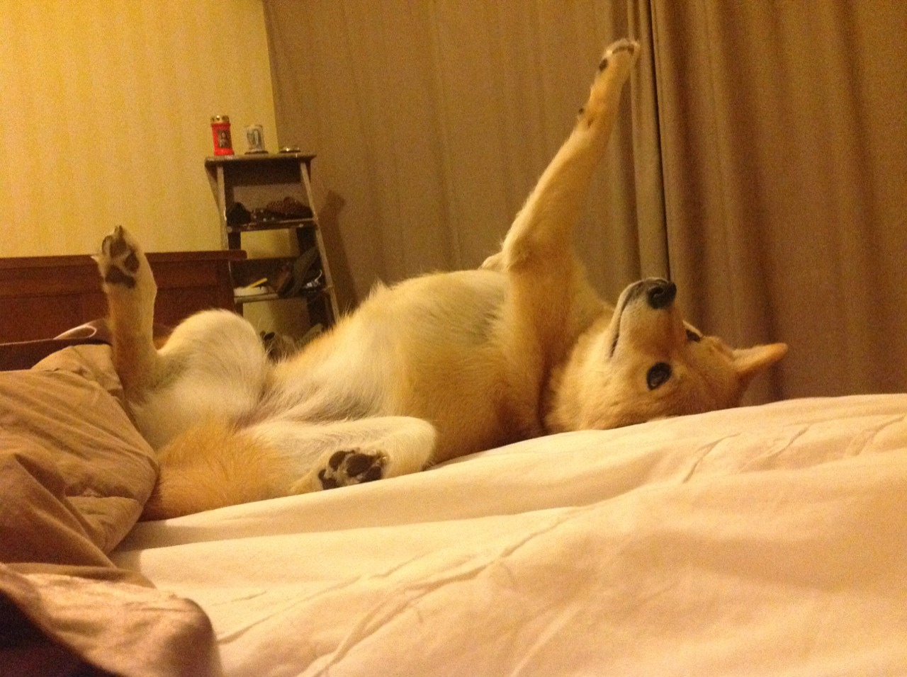 沙漠烽火遇北欧魔笛,厄德高连续破门,沙特与罗马的世纪对决