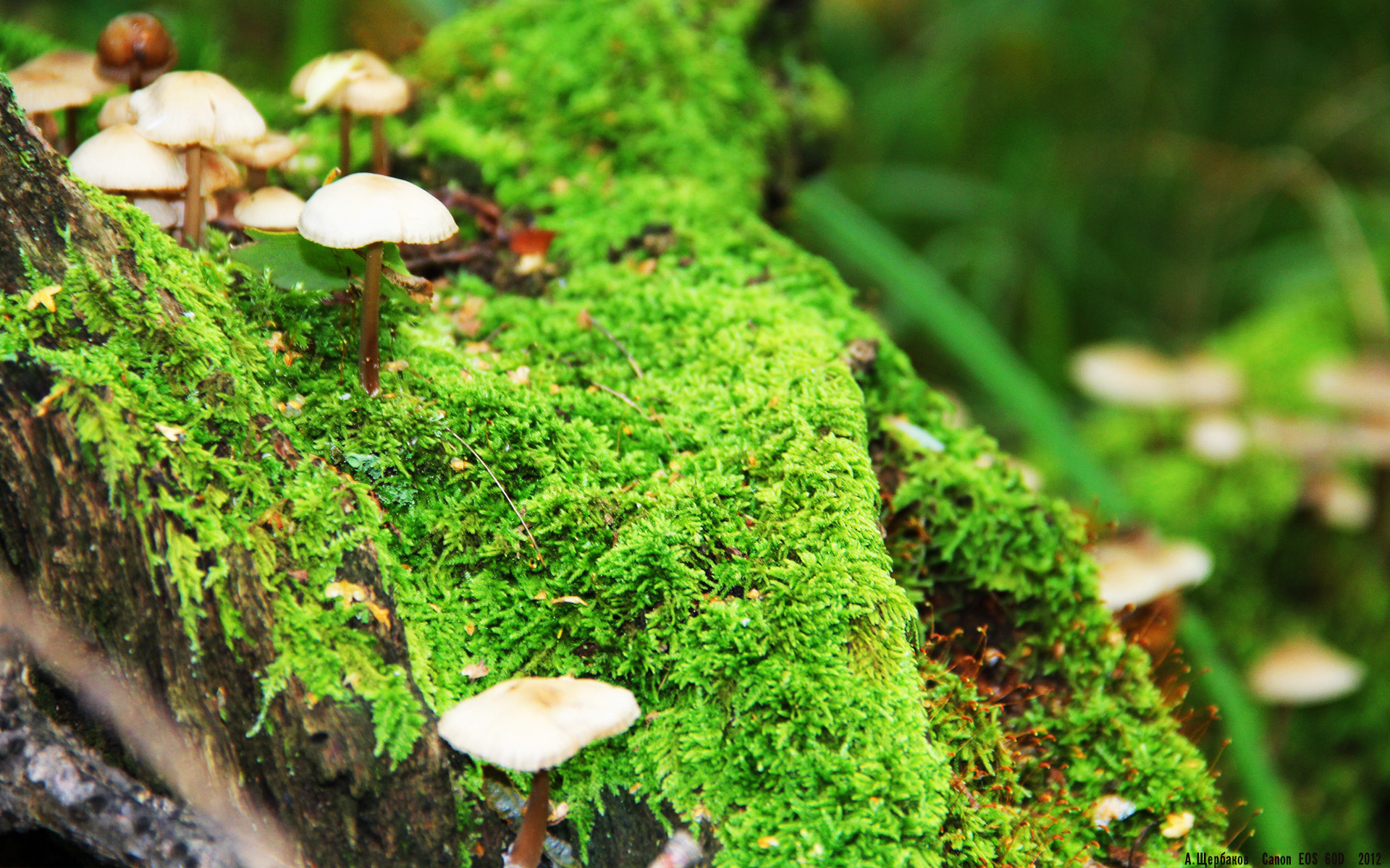 魔都结界与广厦之巅，当小贾伦在唯一时空中加冕硬仗之王